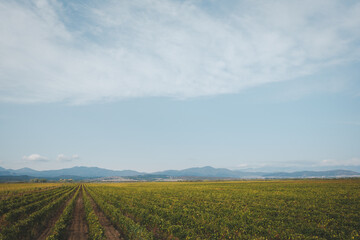 field of wheat