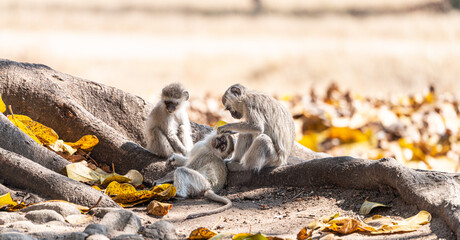 Vervet monkey (Chlorocebus pygerythrus) in Zimbabwe © HandmadePictures