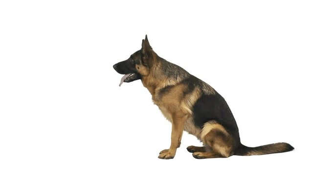 german shepherd on a white background, side view