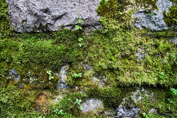 Green moss on old stones. Background. Texture. High-quality photo