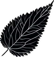 Nettle leaf with veins, black with white veins, Botanical drawing