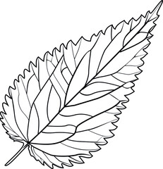 Nettle leaf with veins, contour with veins, Botanical drawing