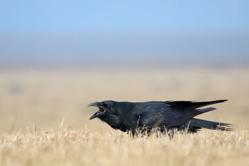 Common raven. Bird. Corvus corax