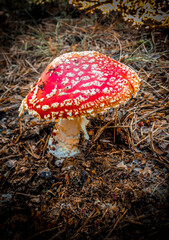 Amanita muscaria o la seta de los duendes...