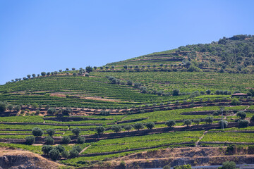 View of a farm hill, agricultural fields with vineyards and olive trees, typically Mediterranean