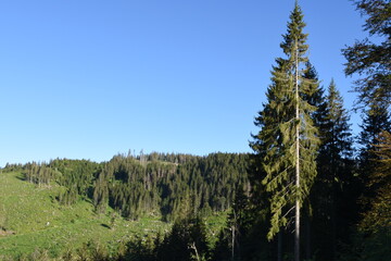 Black Forest on a  summer golden hour