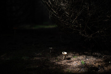 A beam of light falling on mushroom deep in mysterious forest