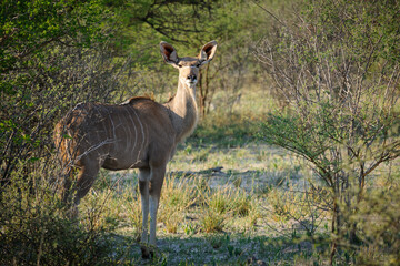 Greater kudu (Tragelaphus strepsiceros) female. Kalahari. Botswana