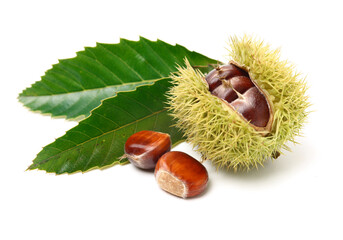 chestnuts on white background