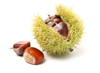chestnut on a white background