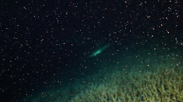 小笠原父島　エダサンゴの大産卵　スローモーション