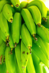 unripe green banana pods