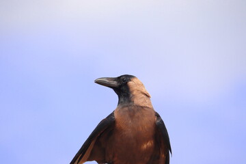 Frontal photography in which a crow enjoys nature in the open