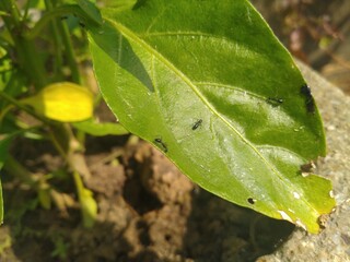 Black Ants on the Green Leaf
