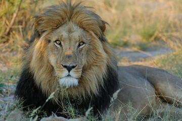 Lion (Panthera leo) male. Kalahari. Botswana