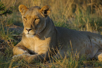 Lion (Panthera leo) female (lioness). Kalahari. Botswana