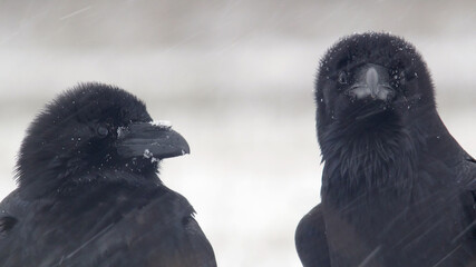 Common raven. Bird. Corvus corax
