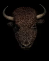 Poster Amerikanisches Bisonporträt auf schwarzem Hintergrund. Büffelkopf lokalisierte Nahaufnahme. © Igor