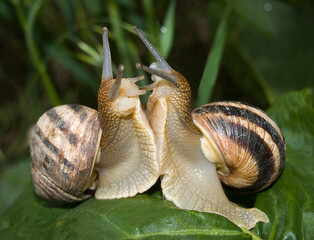 Two snails love closeup.