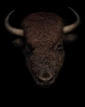 American bison portrait on black background. Buffalo  head isolated closeup.
