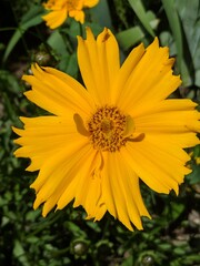 yellow flower in the garden