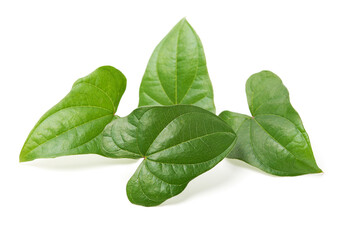 Chinese yam leaf on white background