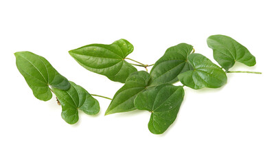 Chinese yam leaf on white background