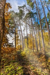 Sunny autumn morning in the forest. Warm autumn. The sun shines through the trees. Forest in the Czech Republic.