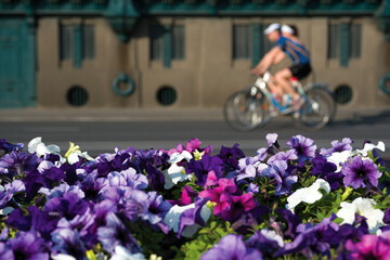 Fototapeta na wymiar Flowers against unfocused people riding bicycle