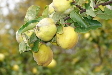 Quince tree growing in the garden.