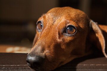 Portrait of a young red dachshund.