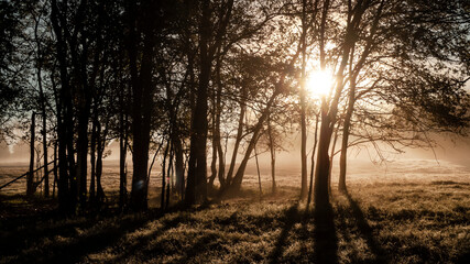 Fototapeta na wymiar Foggy autumn morning with sunbeams in a forest