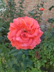 rose in garden