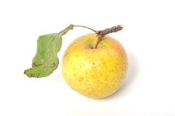Apple on a white background