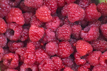 Ripe raspberry background. Red raspberry.