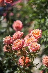 Colorful, beautiful, delicate rose in the garden