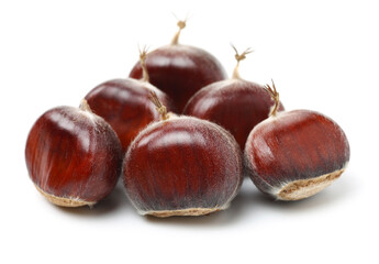 chestnut on a white background
