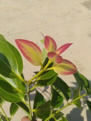 Indian Bay Leaf