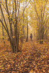 Obraz premium Horseback riding through lush golden foliage on a foggy morning