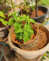 herbs in pots