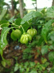 green Chiles on the vine