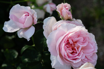 薔薇