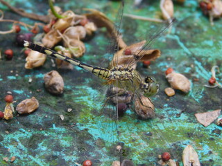 dragonfly in the ground