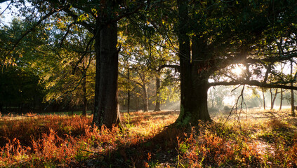 Obraz premium Foggy autumn morning with sunbeams in the forest