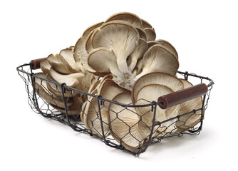 oyster mushroom on white background