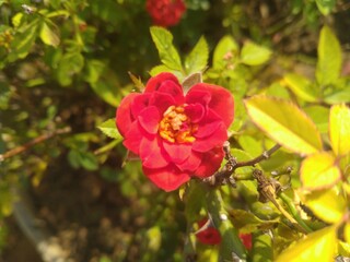 Rose Flower in the flower Pot