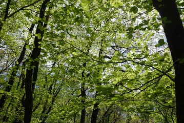 beeches in the forest in Brittany