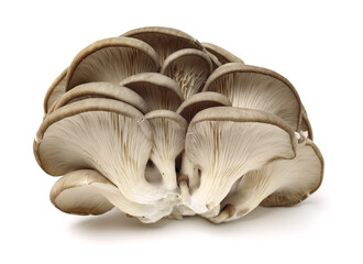 oyster mushroom on white background