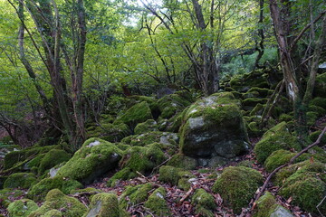福岡にある古処山の奥の院ルートのきれいな苔