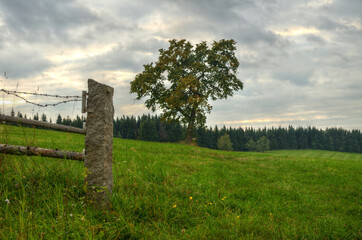 Alone tree standing on a meadow surrounded by woods and an old fence. Beautifully drawn evening storm sky. Spiritual metaphor fence as gate.